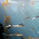Image for article titled The Underwater Farms That Could Help Stop the Death of Our Oceans